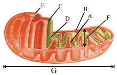 Cell The Unit Of Life – NEET-2624