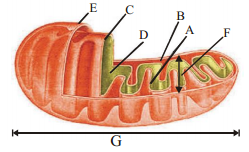 Cell The Unit Of Life – NEET-2621
